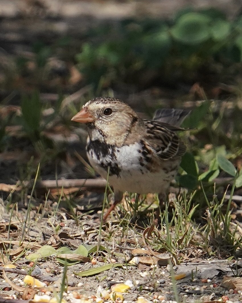 Harris's Sparrow - Don Hoechlin