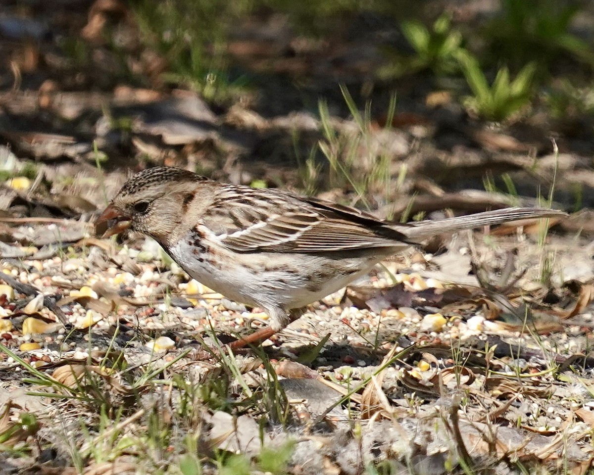 Harris's Sparrow - Don Hoechlin