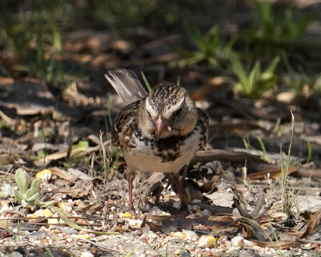Harris's Sparrow - Don Hoechlin