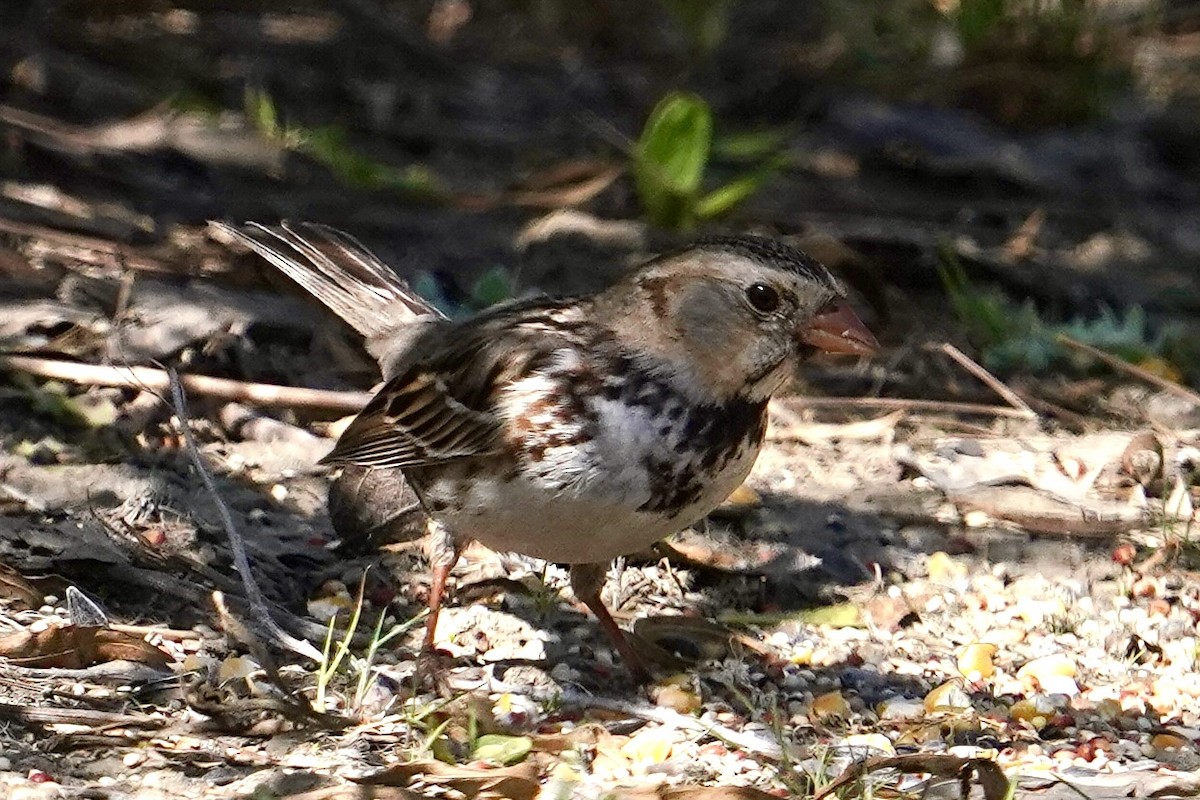 Harris's Sparrow - Don Hoechlin