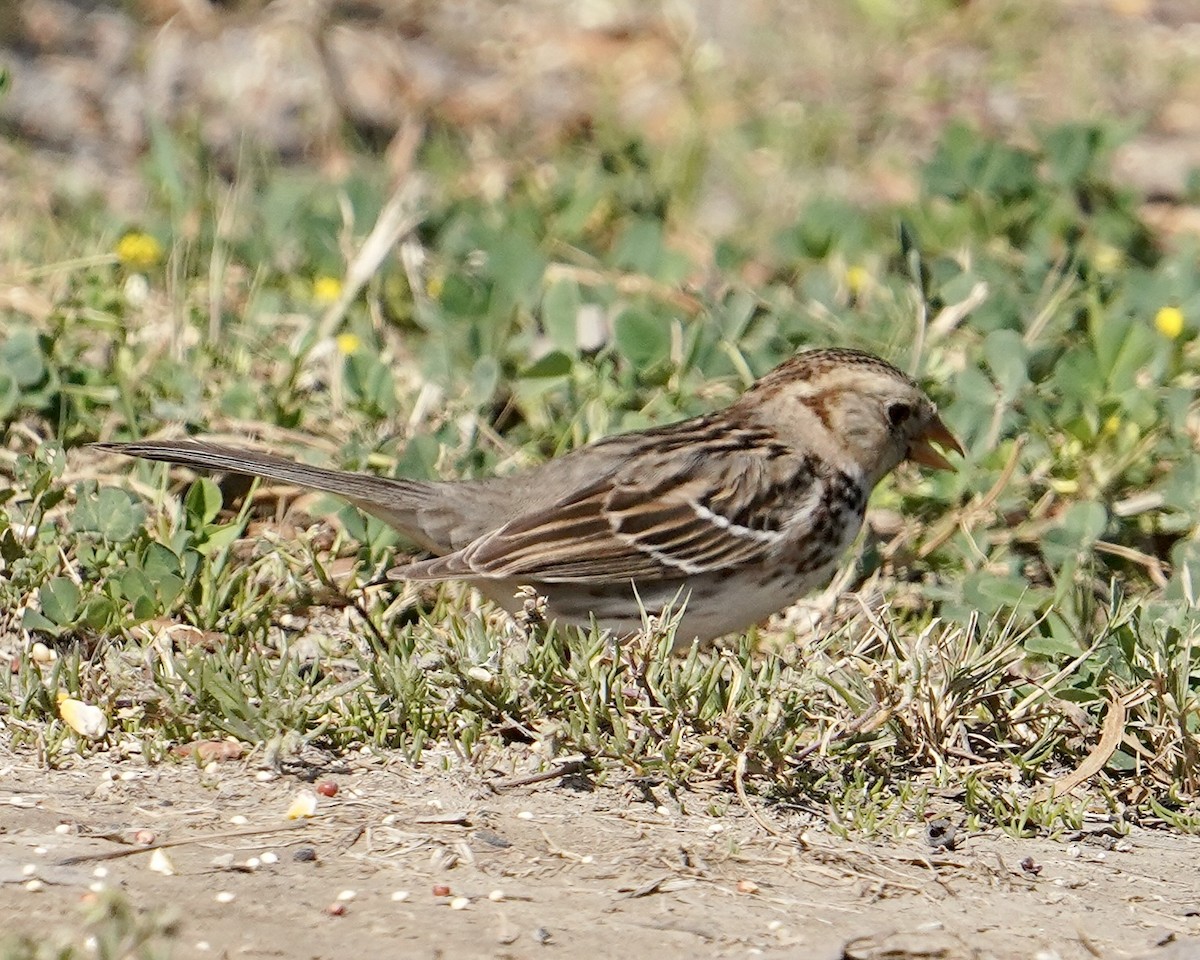 Harris's Sparrow - Don Hoechlin