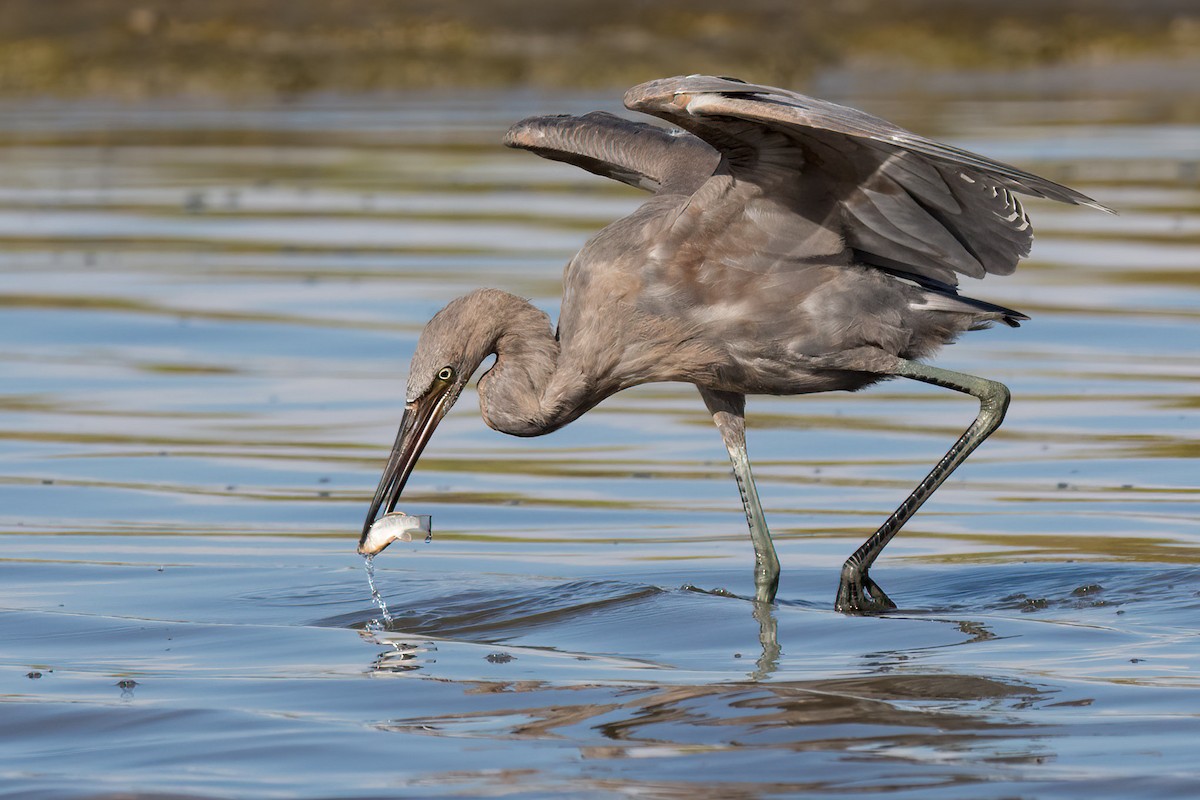 Reddish Egret - Brett Hoffman