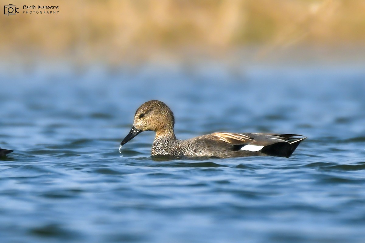 Gadwall - ML472786821