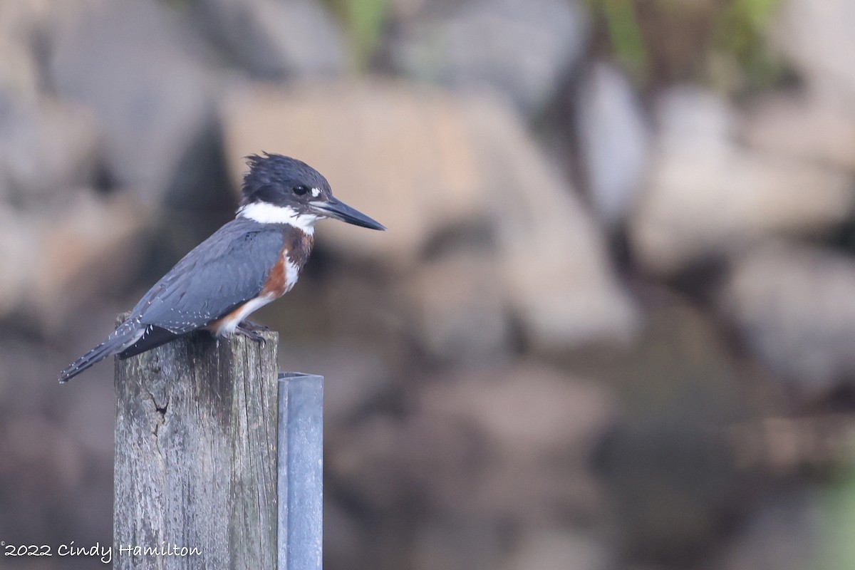 Belted Kingfisher - ML472786951