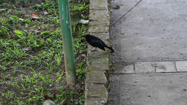 Carib Grackle - ML472787