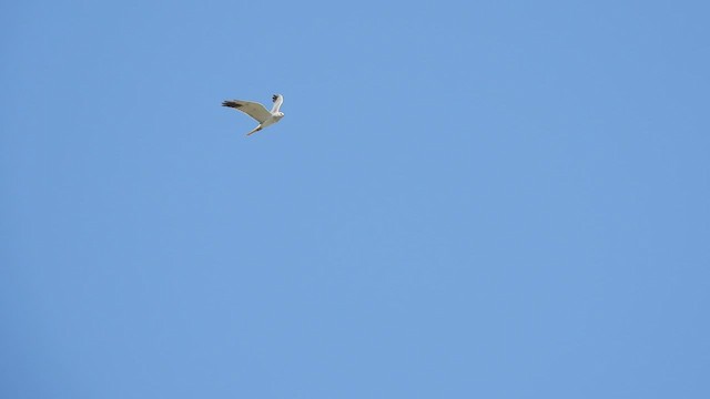 Pallid Harrier - ML472787611