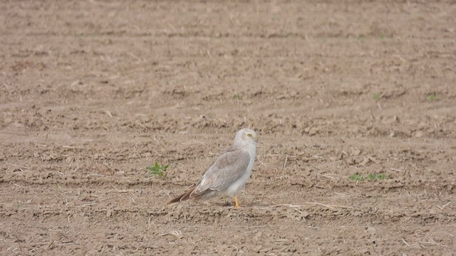 Pallid Harrier - ML472787811