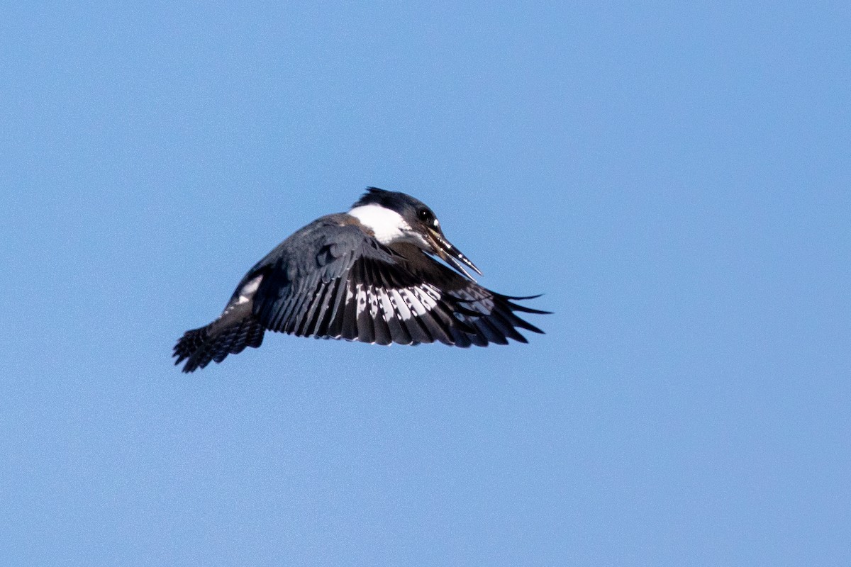 Belted Kingfisher - Kurt Miller