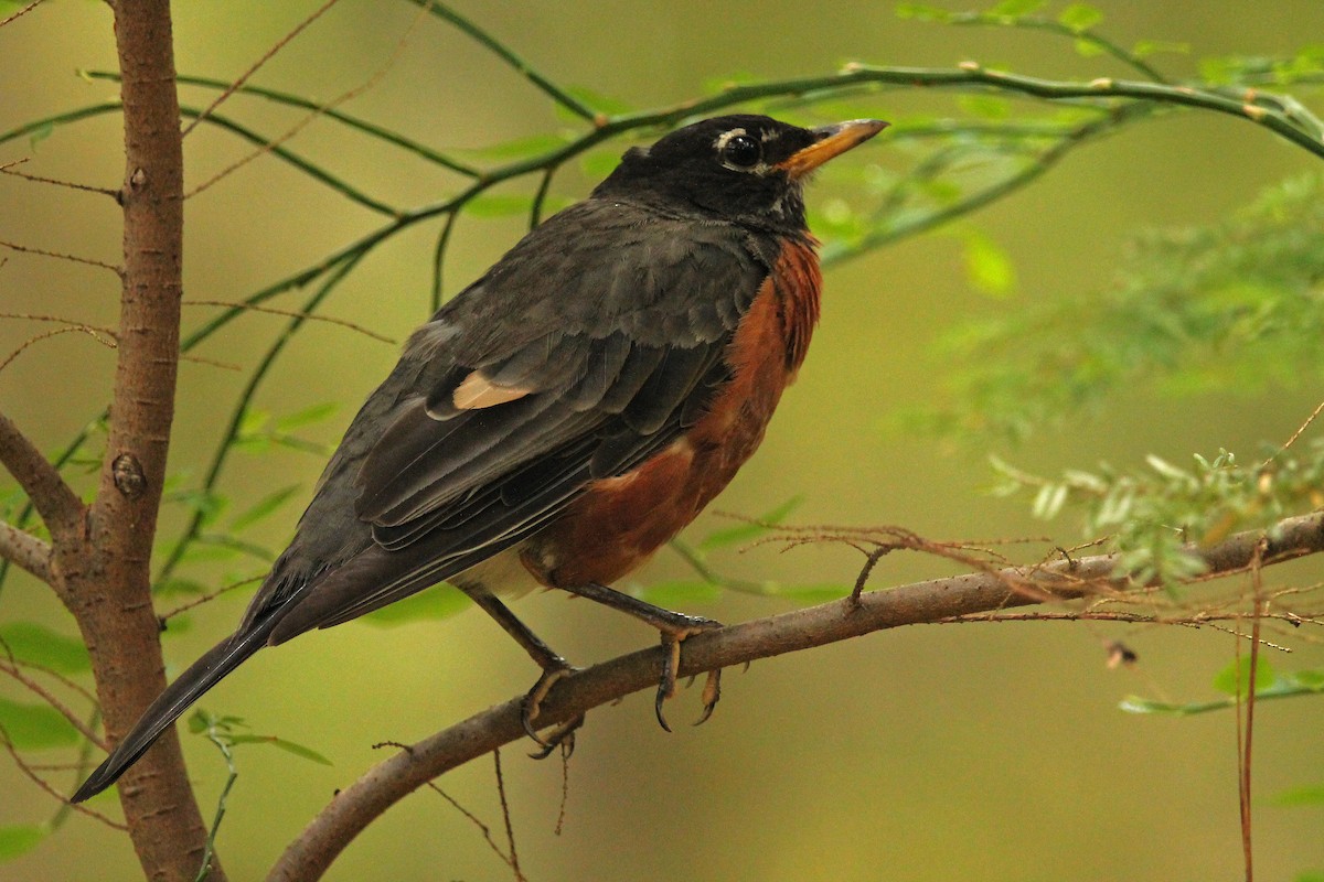 American Robin - ML472788691