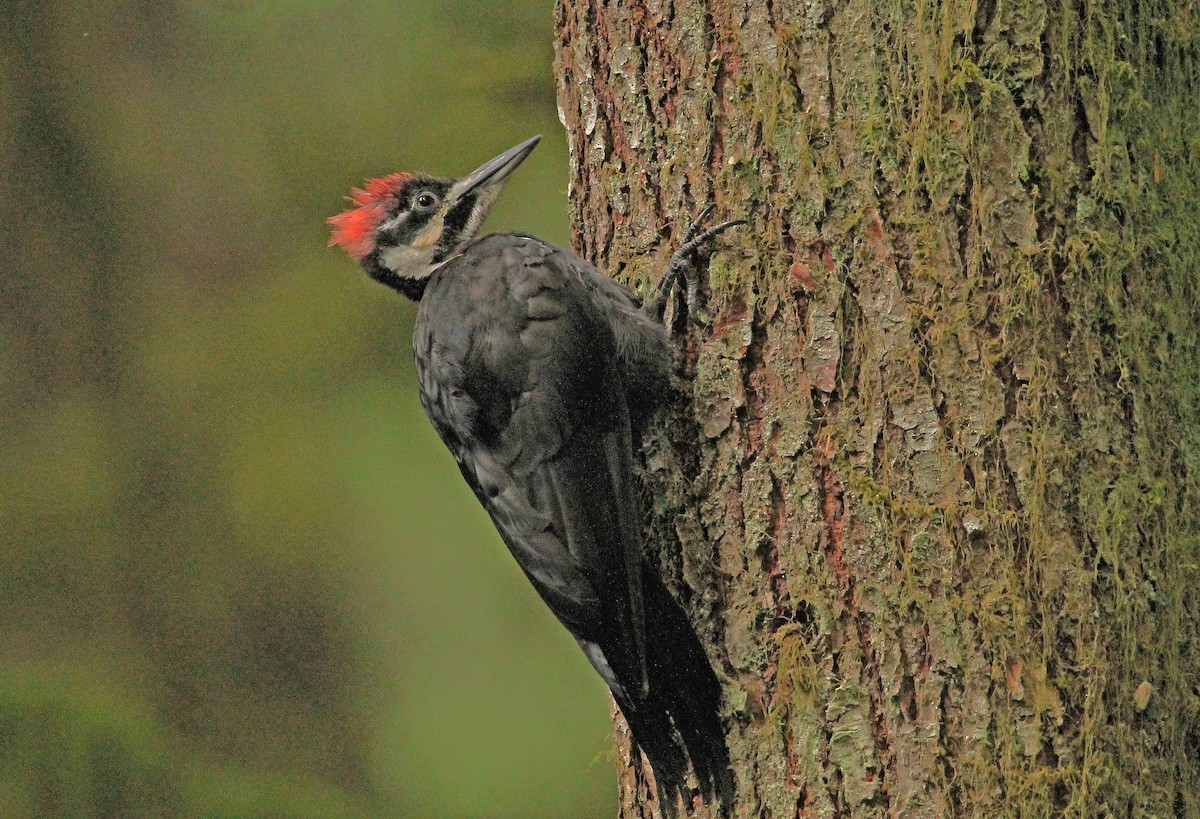 Pileated Woodpecker - ML472788721