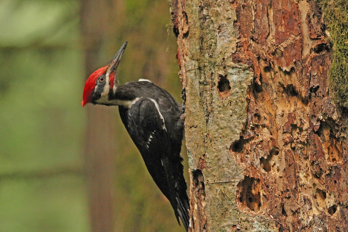 Pileated Woodpecker - ML472788771