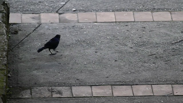 Carib Grackle - ML472789