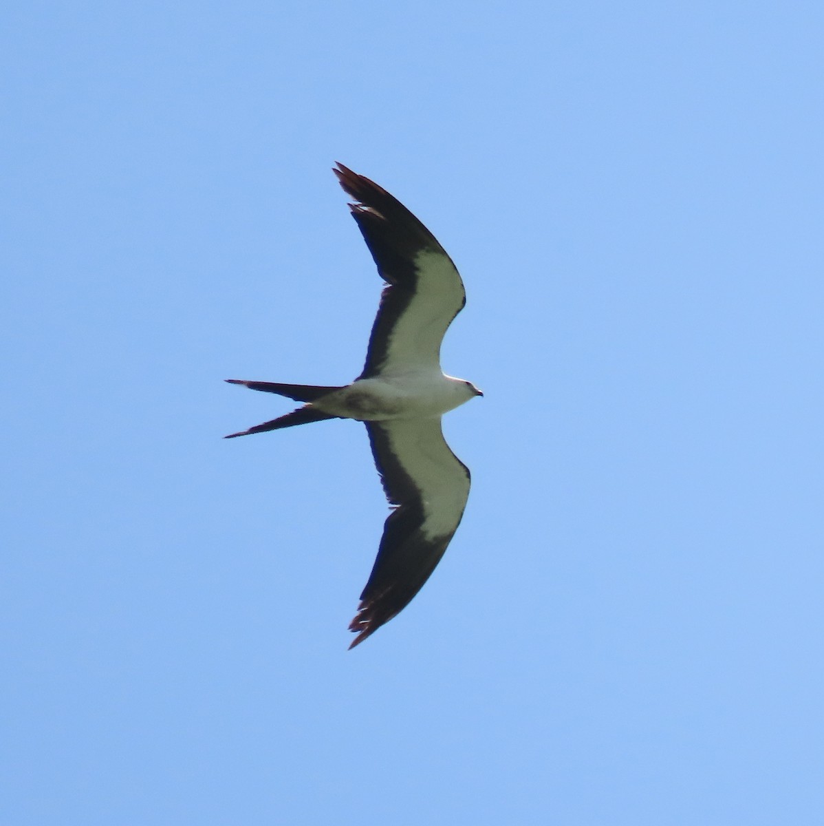 Swallow-tailed Kite - ML472789441