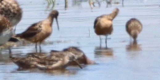 Long-billed Dowitcher - ML472789821