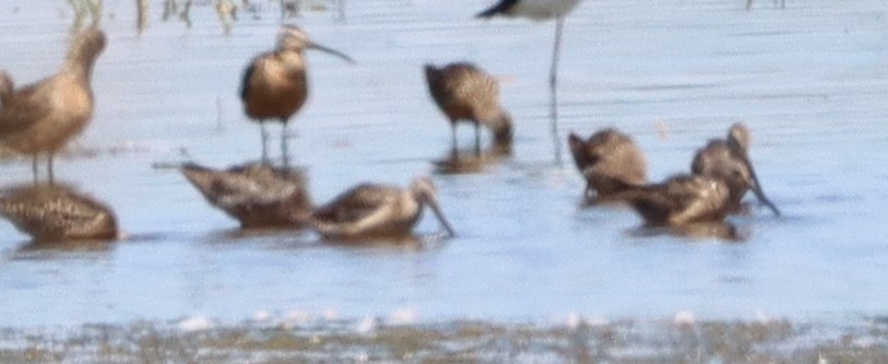 Long-billed Dowitcher - ML472789971