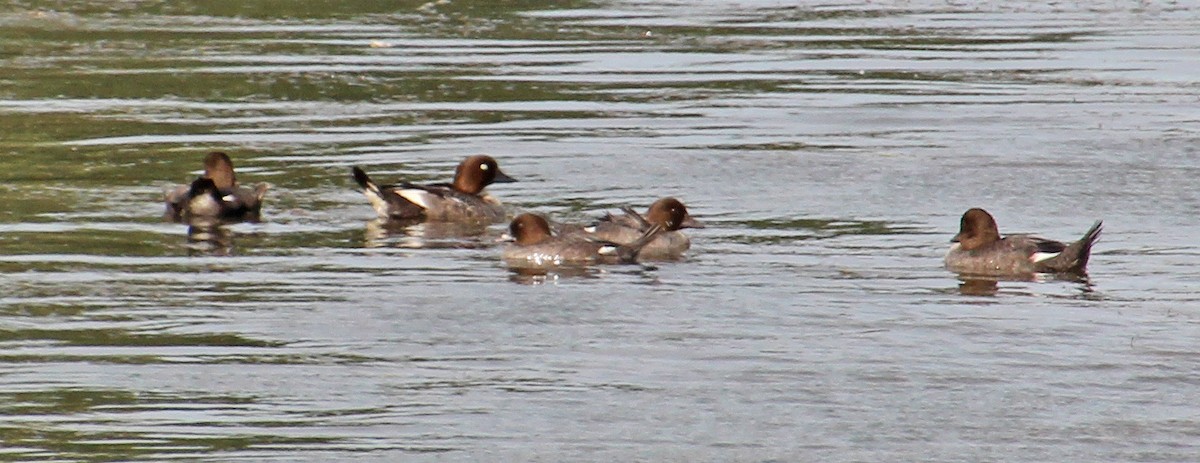 Common Goldeneye - Mark McConaughy