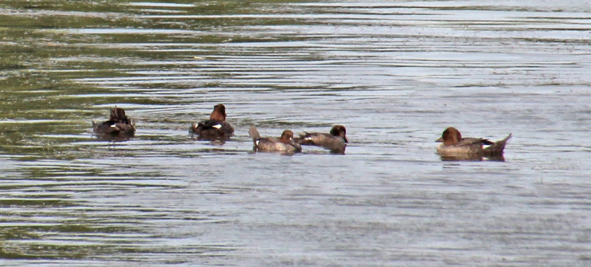 Common Goldeneye - ML472790041