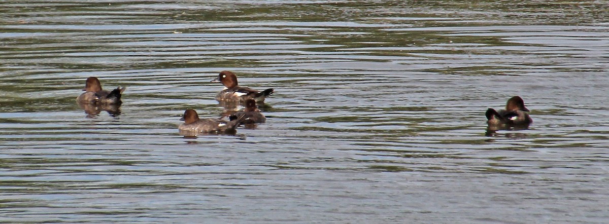 Common Goldeneye - ML472790061