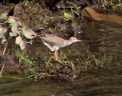 Spotted Sandpiper - Mark McConaughy