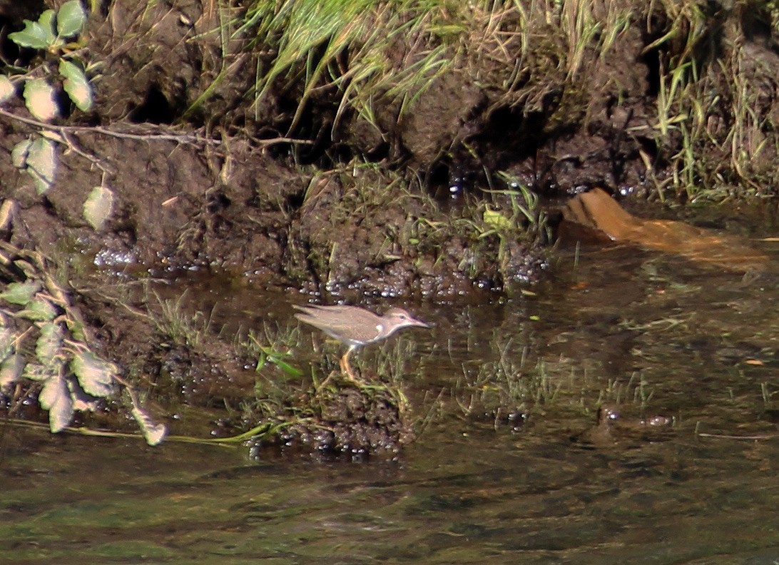 Spotted Sandpiper - Mark McConaughy