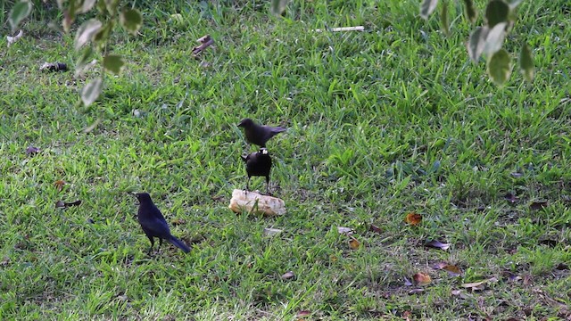 Carib Grackle - ML472791