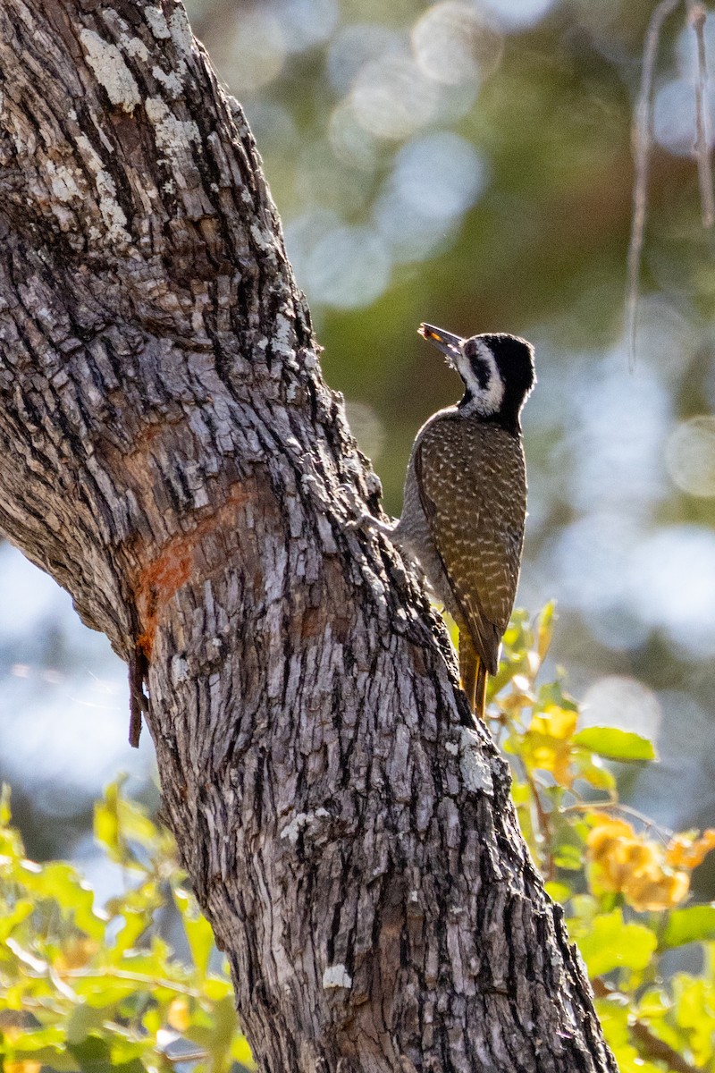 Bearded Woodpecker - ML472791931