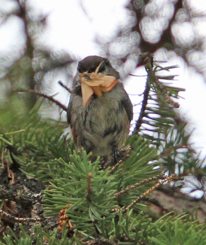 Mésange à tête brune - ML472792231