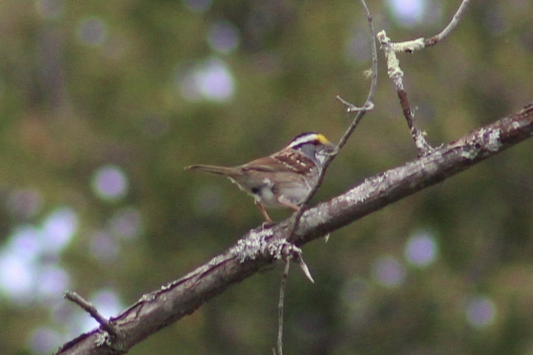 White-throated Sparrow - ML472793881