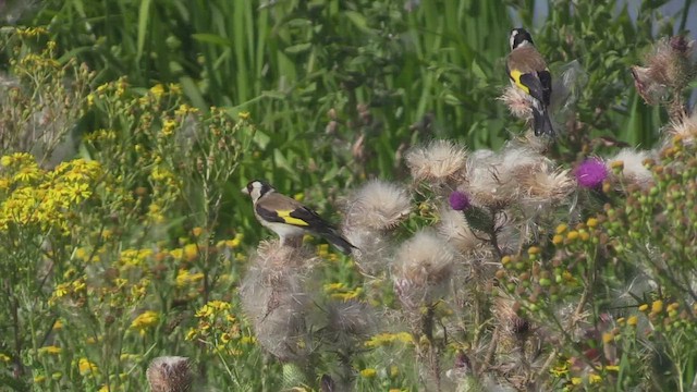 European Goldfinch - ML472794961