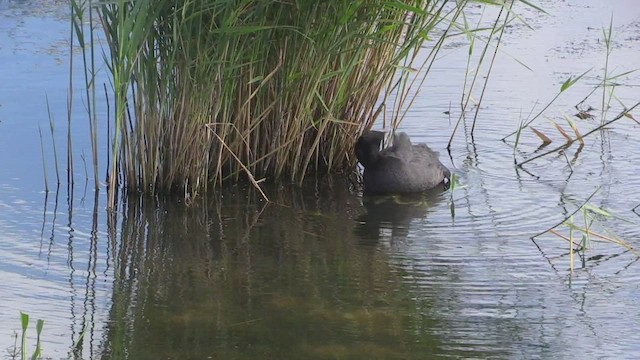 Eurasian Coot - ML472795341