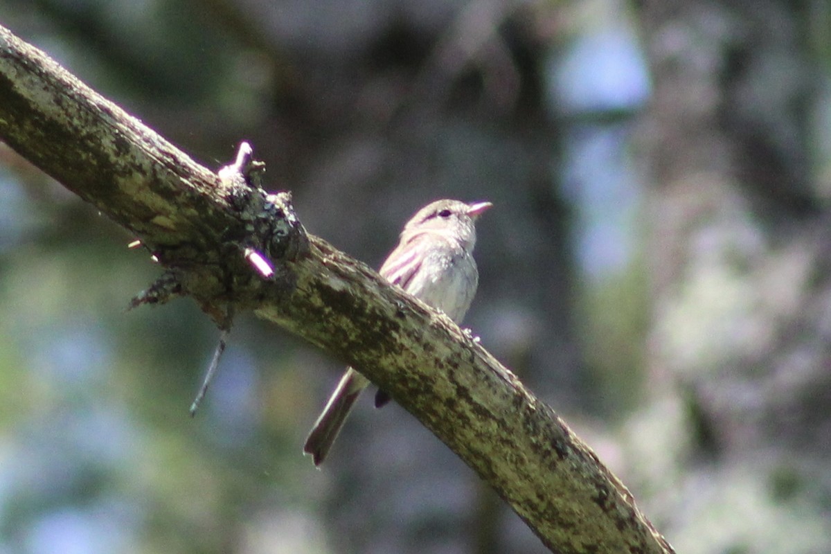 Least Flycatcher - ML472795371