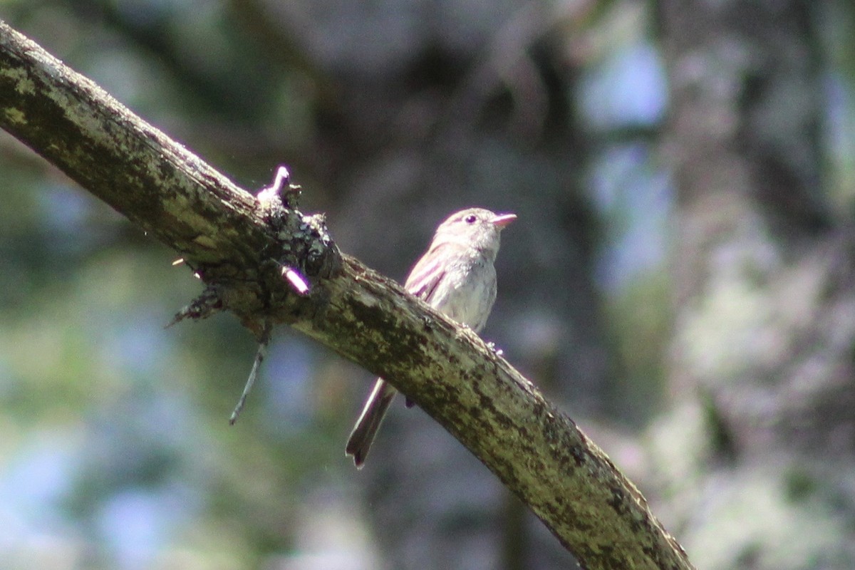 Least Flycatcher - ML472795381