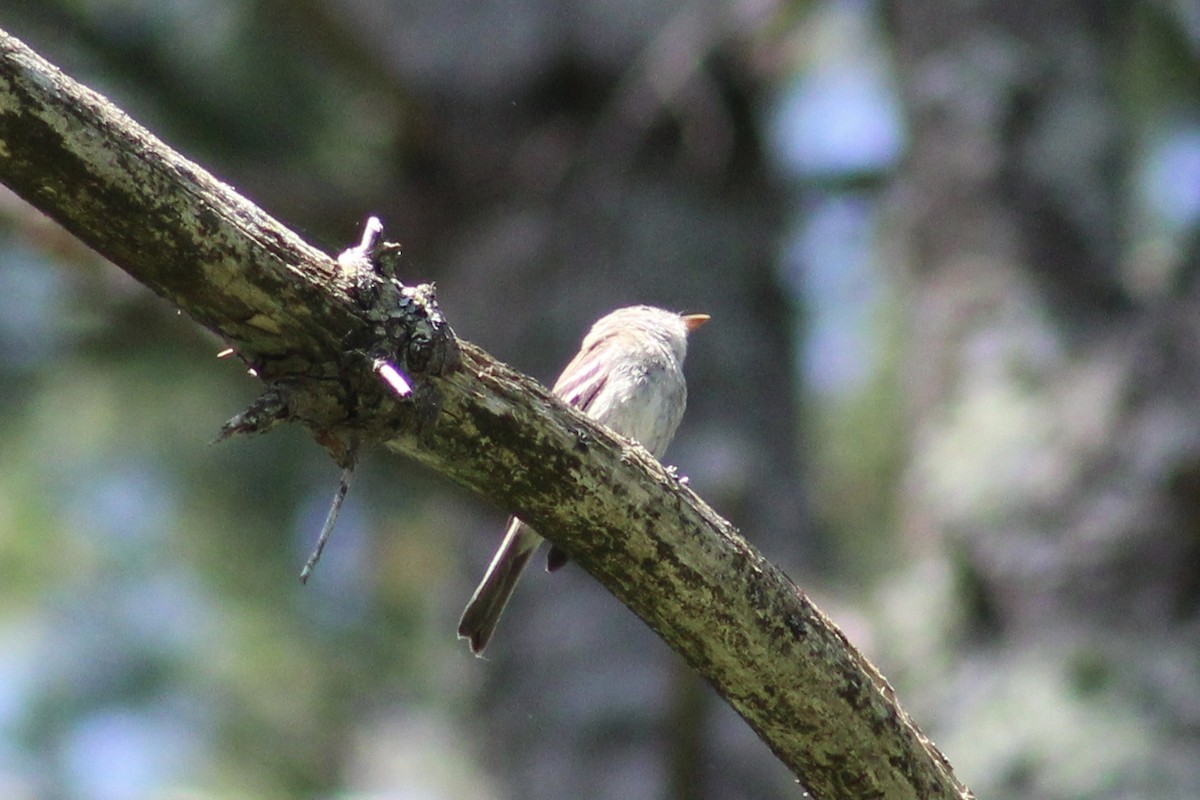 Least Flycatcher - ML472795391