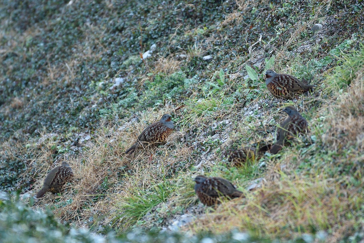 Taiwan Bamboo-Partridge - Lee-Lien WANG