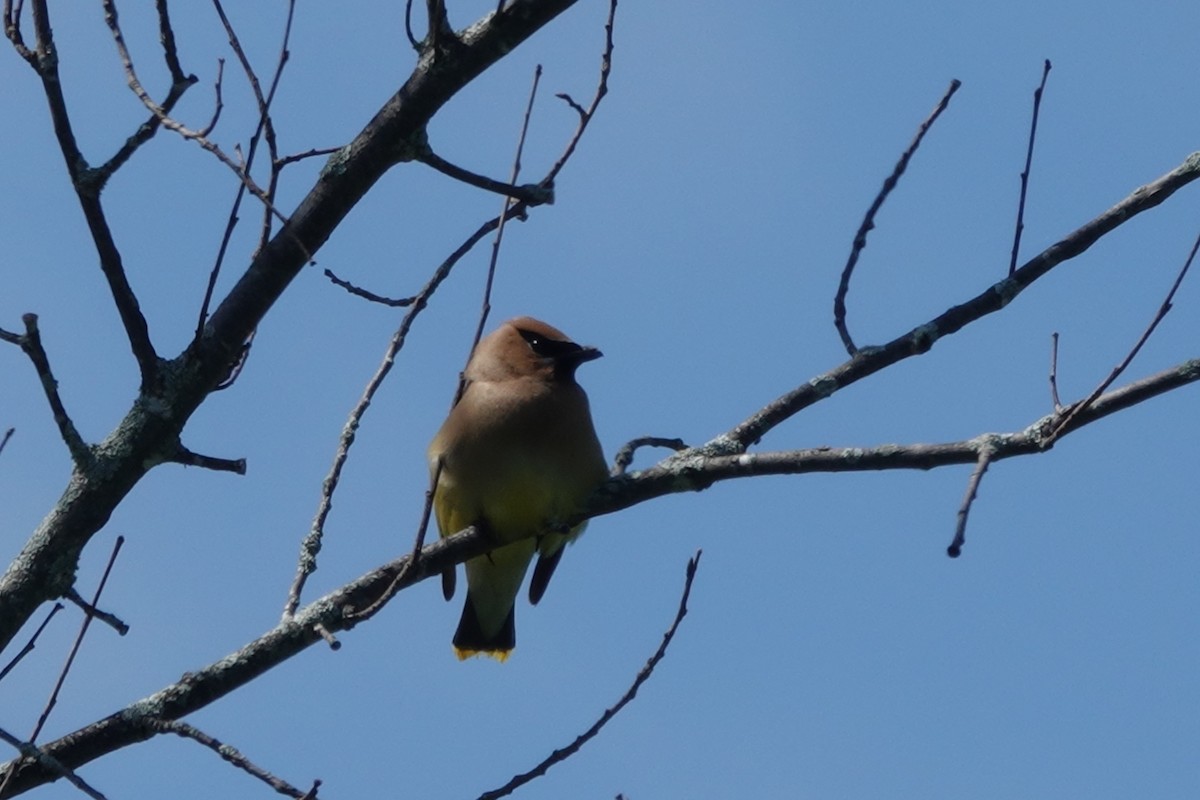 Cedar Waxwing - ML472796351