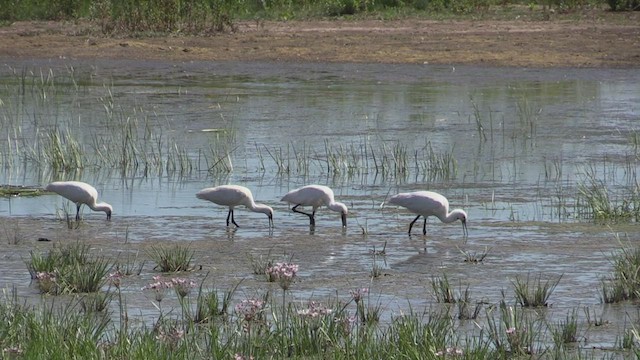 Eurasian Spoonbill - ML472796511