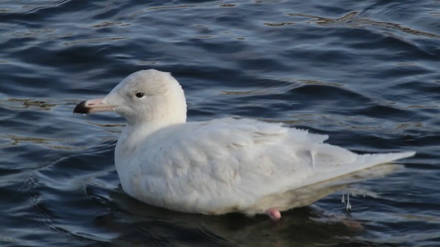 Glaucous Gull - ML472798