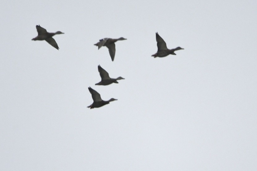 Mallard - Grey Barbier