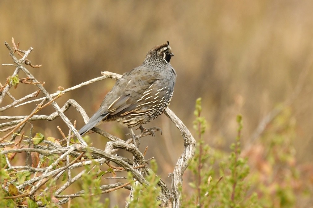 California Quail - ML472798571