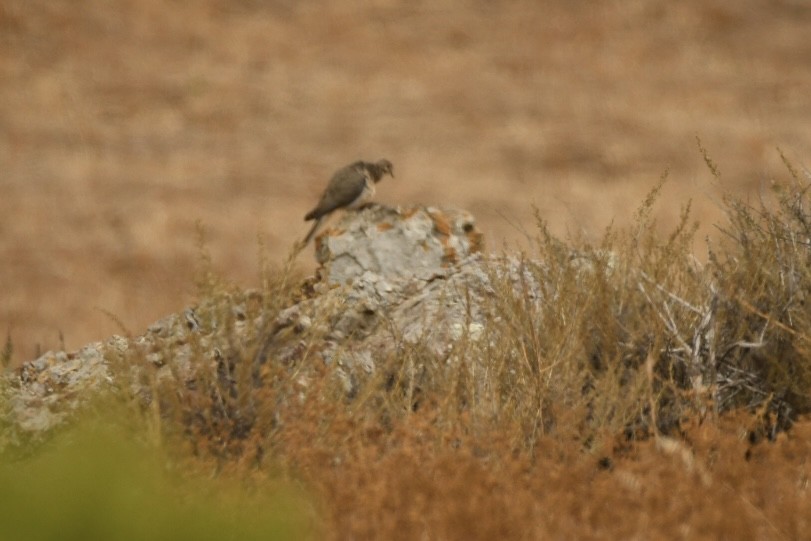 Mourning Dove - ML472798601