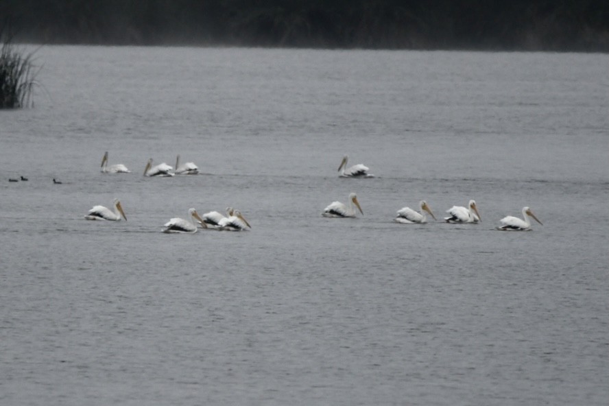 American White Pelican - ML472798661