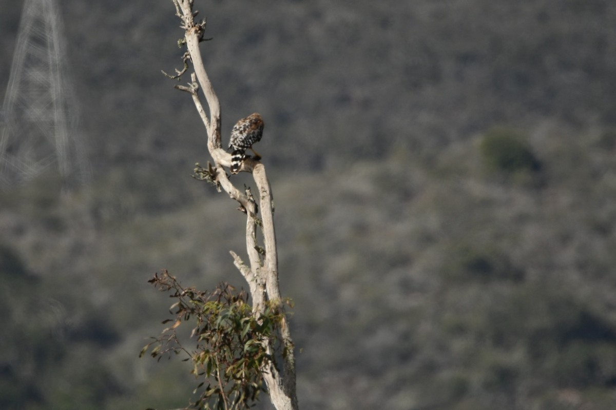 Red-shouldered Hawk - ML472798741