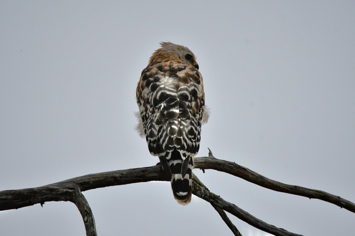 Red-shouldered Hawk - ML472798751