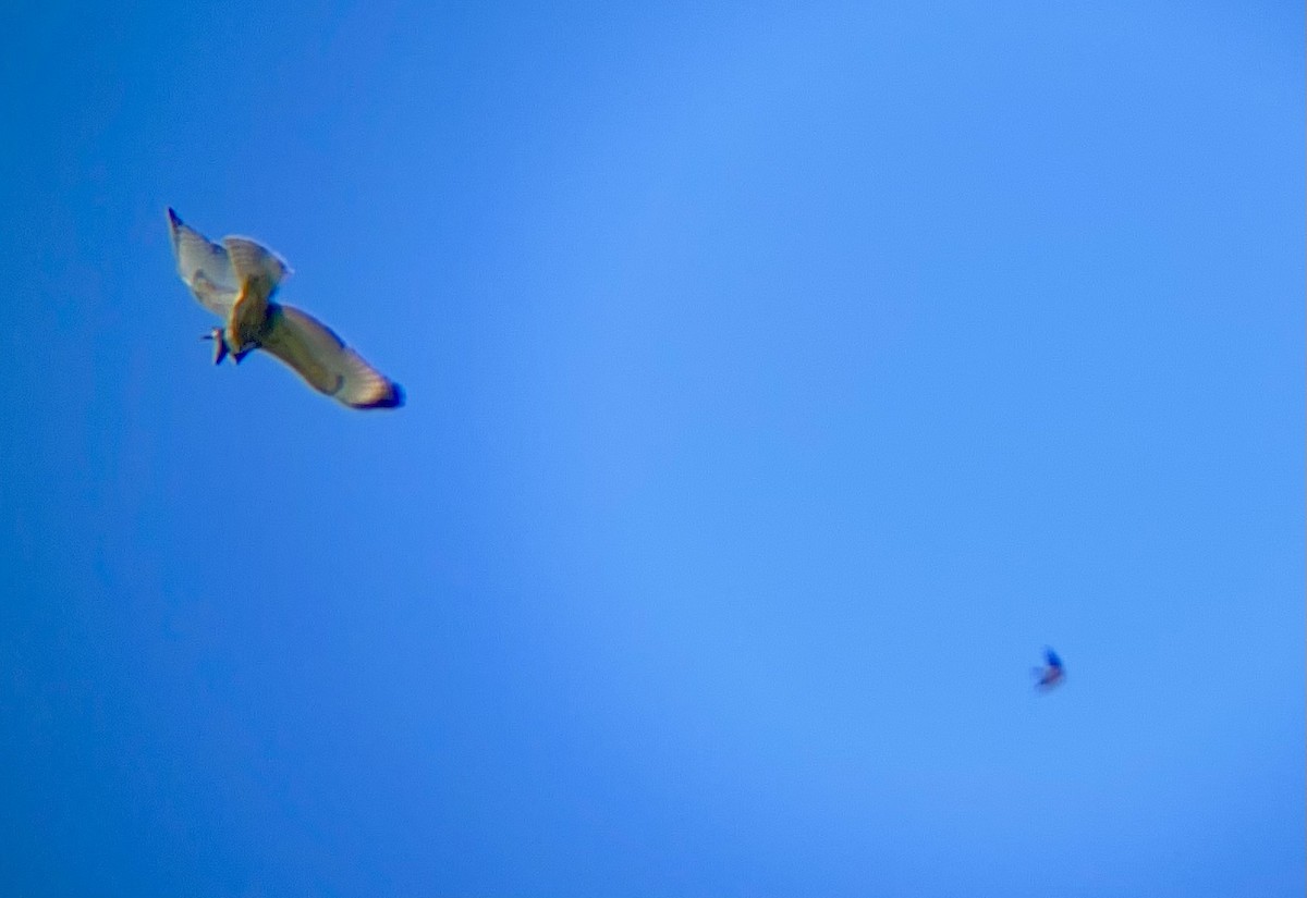 Red-shouldered Hawk - ML472798861