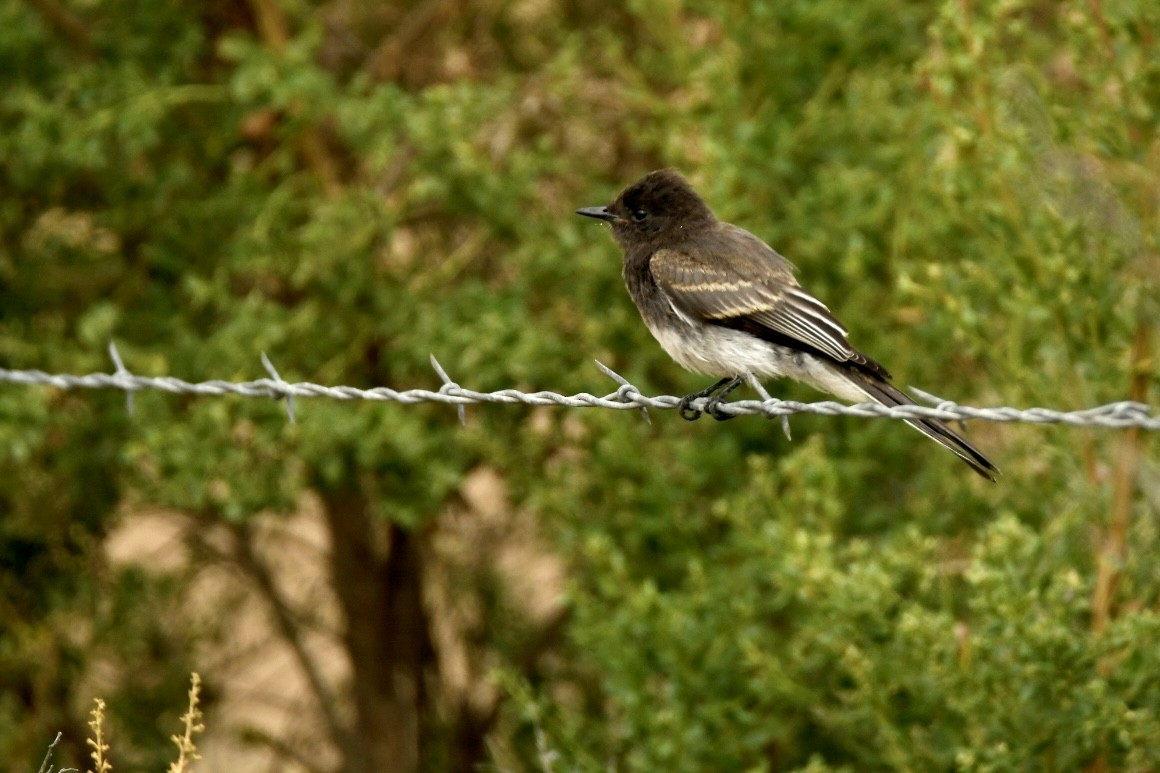 Black Phoebe - ML472798921