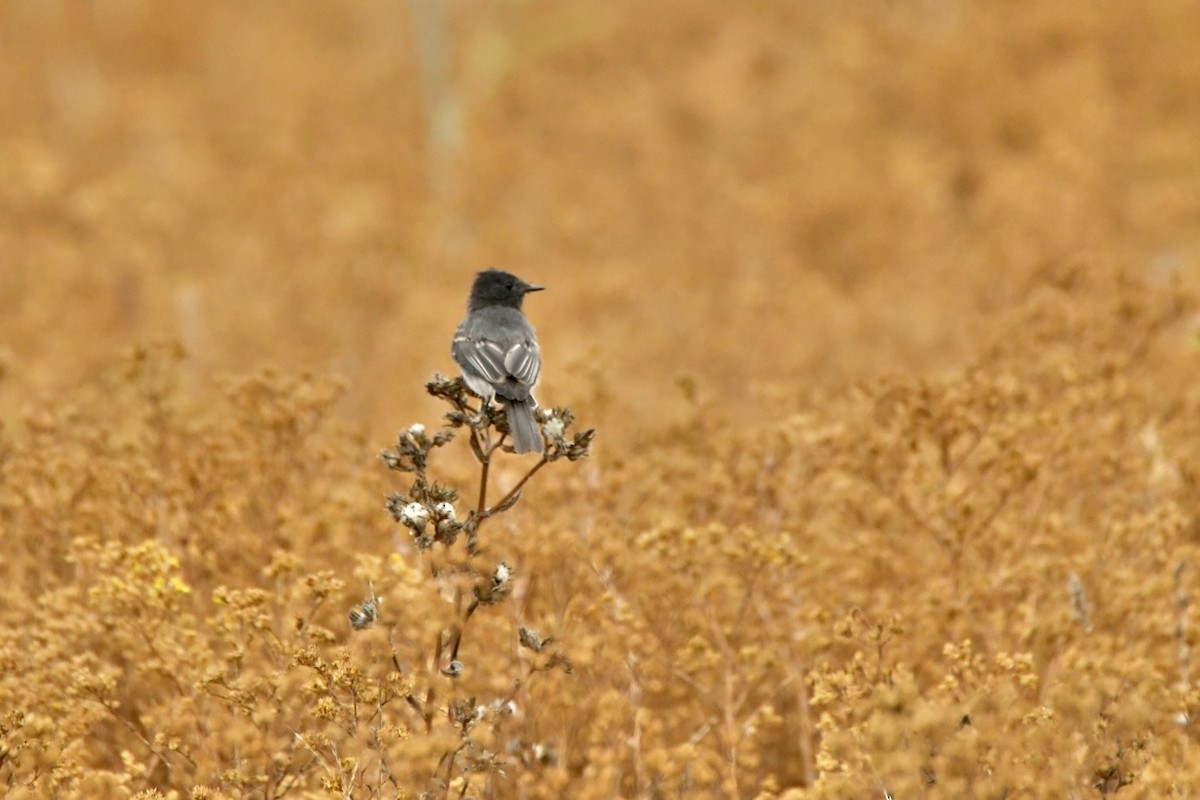 Black Phoebe - ML472798961