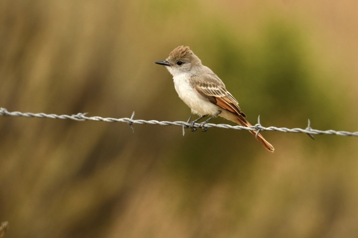 Ash-throated Flycatcher - Grey Barbier