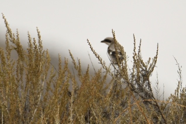 Loggerhead Shrike - ML472799111