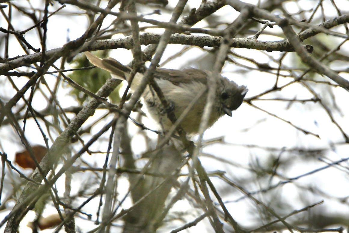 Oak Titmouse - Grey Barbier