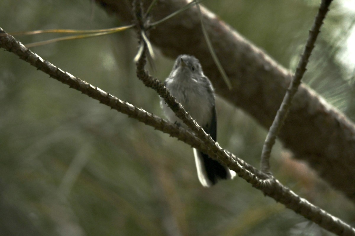 Blue-gray Gnatcatcher - ML472799231